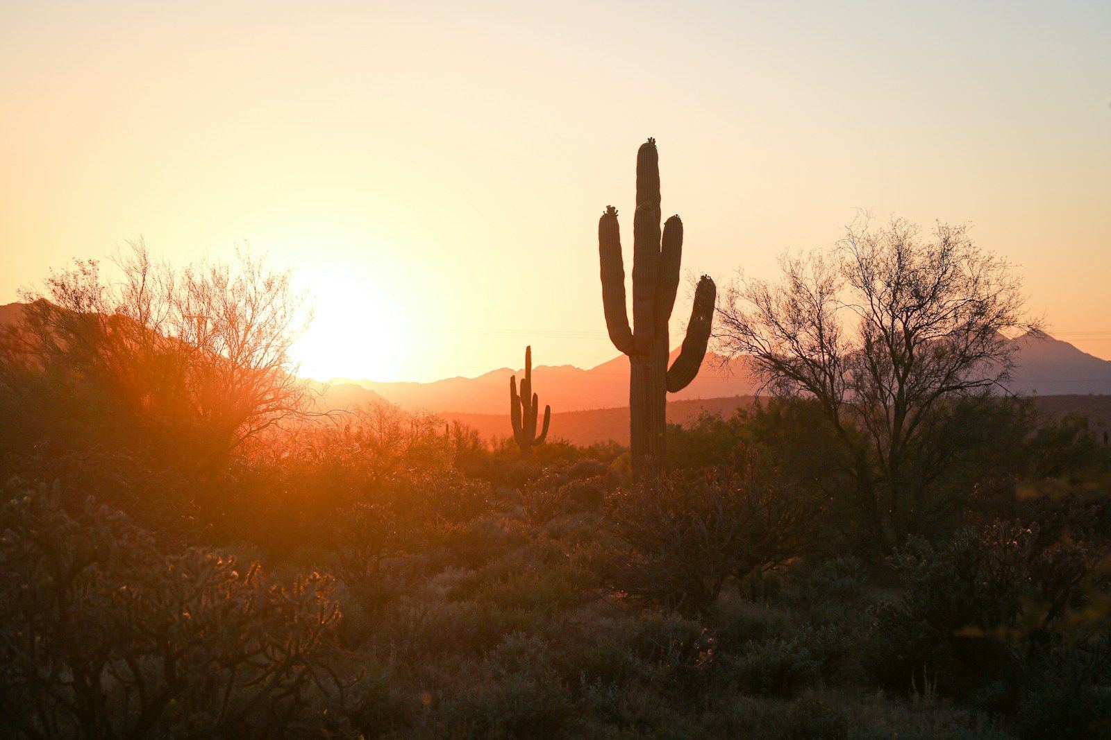 Saguaro silhouettes against a warm desert sunset