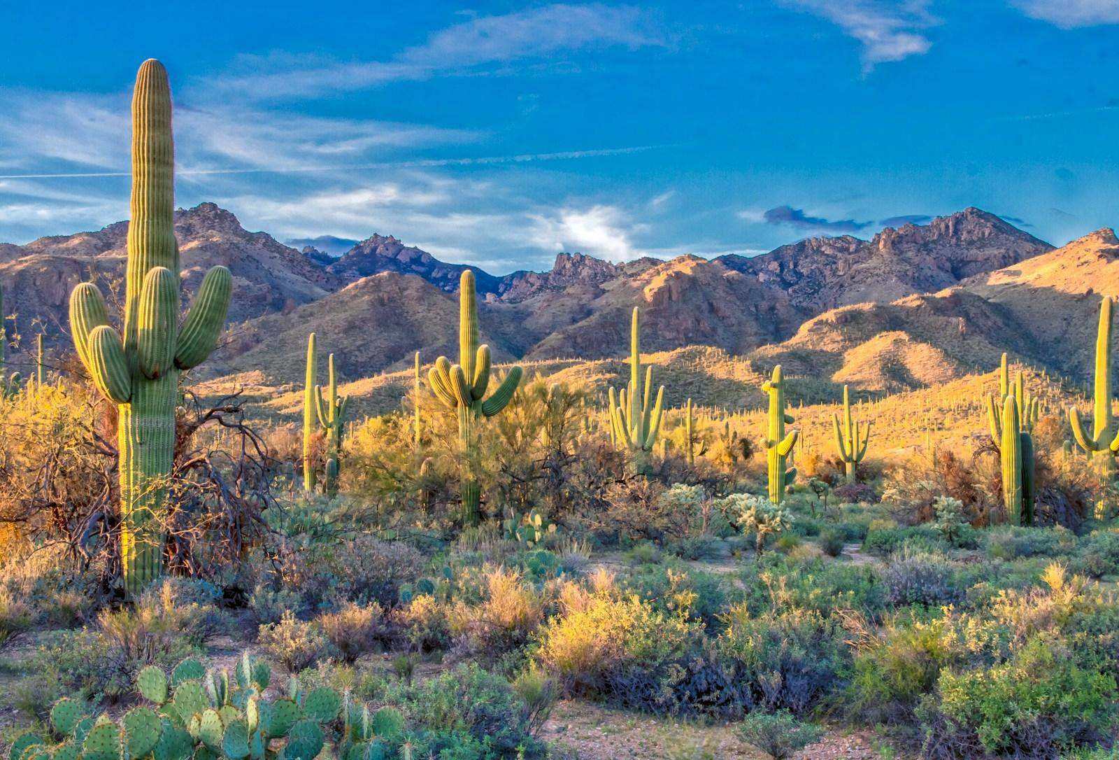 Saguaro-studded desert beneath mountain peaks in golden light
